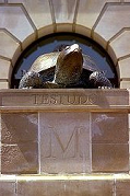 testudo